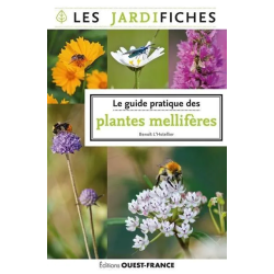 Le guide pratique des plantes mellifères